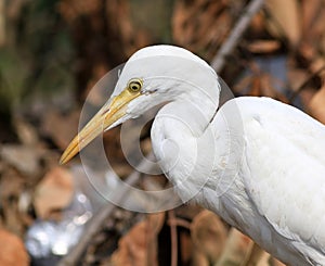 Common cattle egret