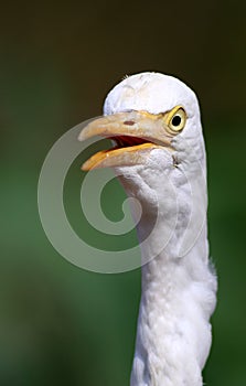 Common cattle egret