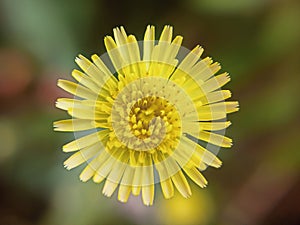 Closeup shot of a common yellow dandelion (Taraxacum officinale) on a blurred background