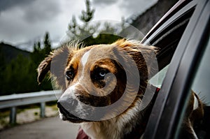 Closeup shot of a companion dog looking out of car window