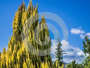 Closeup shot of a conifer tree on a blue sky background