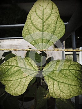 Closeup shot of consecutive three leaves in a pea plant.