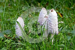 Closeup shot of Coprinus comatus mushrooms