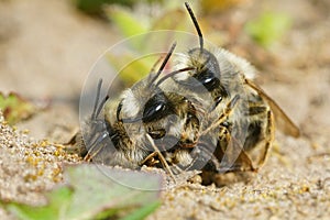 Closeup shot of copulation of two males and a female gray-backed mining bees