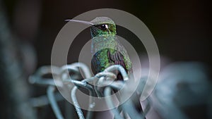 Closeup shot of a coraciiformes bird perched on metal wires