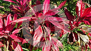 Closeup shot of the Cordilina shrub plant