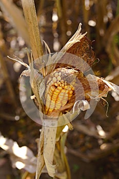 Closeup shot of corn