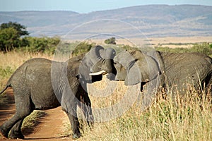 Closeup shot of a couple of elephants hugging each other with the trunks