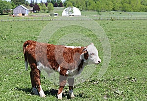 Closeup shot of a cow grazing in a farm grassland