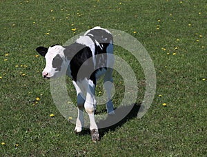 Closeup shot of a cow grazing in a farm grassland