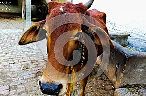 Closeup shot of a cow inside a shed