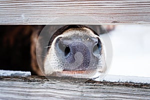 Closeup shot of a cow nose behind the fence in the farm