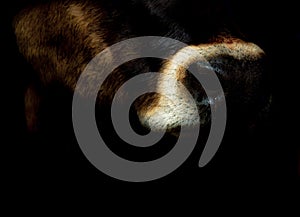 Closeup shot of cow nose on dark background