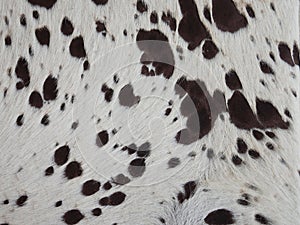 Closeup shot of cowhide