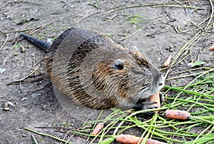 Closeup shot of a Coypus eating carrots