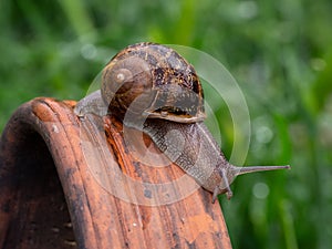 Closeup shot of a crawling snail