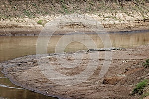 Closeup shot of a crocodile on the bank of the Mara River in the Masai Mara, Kenya