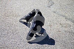 Closeup shot of crow on Pavement