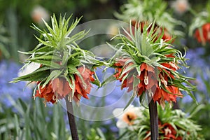 Closeup shot of Crown imperial flowers