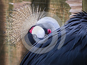 A Closeup Shot of a Crowned Crane