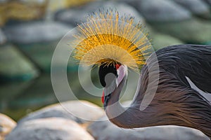 Closeup shot of a crowned crane in Al Areen Wildlife Park in Bahrain