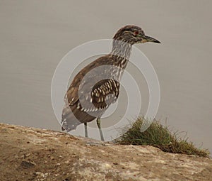 Closeup shot of a Crowned Night Heron - Flickr