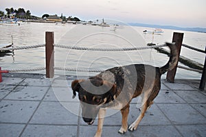 Closeup shot of a cur dog on the seaside