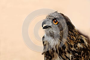 Closeup shot of a curious owl with beautiful orange eyes