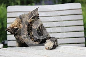 Closeup shot of a curious tortoiseshell cat putting her paw on a gray table with blur background