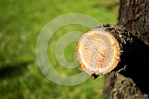 Closeup shot of cut off branch on a pech tree