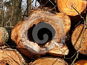 Closeup shot of cut wood logs bunch in a forest near Brieselang, Brandenburg