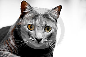 Closeup shot of a cute American Shorthair cat on the white background