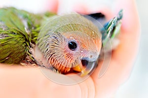 Closeup shot of a cute baby peach faced love bird in a person`s palm