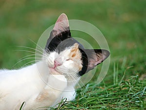 Closeup shot of cute black and white cat laying in green grass with his paw under his chin