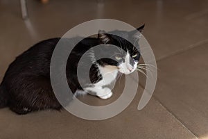 Closeup shot of a cute black and white cat on a tiled brown floor