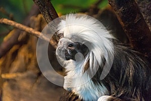 Closeup shot of a cute  black and white  hairy marmoset on wooden branches