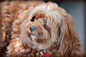 Closeup shot of a cute brown long-coated puppy ready to cuddle and have fun