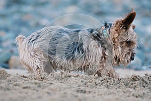 Closeup shot of a cute cairn terrier dog playing with sand