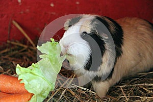 Closeup shot of  a cute colorful guinea pig eating a green leaf