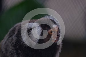 Closeup shot of a cute common marmoset (Callithrix jacchus)