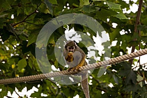 Closeup shot of a cute common squirrel monkey (Saimiri sciureus) eating food on the rope