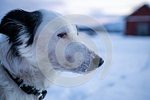 Closeup shot of a cute dog with snow on its nose in the north of Sweden