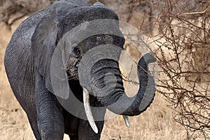 Closeup shot of a cute elephant touching the dry branches with the trunk