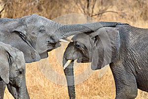 Closeup shot of a cute elephant touching the other with the trunk