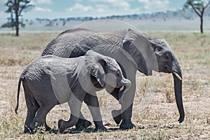 Closeup shot of a cute elephant walking on the dry grass with its baby in the wilderness