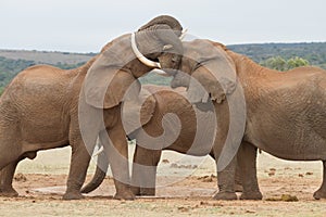 Closeup shot of cute elephants hugging each other