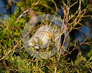 Closeup shot of a cute female house finch (Haemorhous mexicanus) resting on a bush
