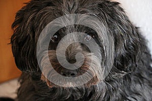 Closeup shot of a cute fluffy black dog face