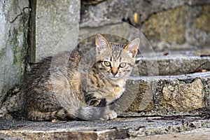 Closeup shot of a cute, fluffy cat outdoors on a blurred wall background