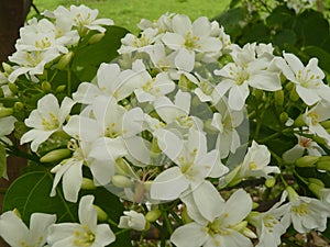 Closeup shot of cute Gardenias under the sunlight